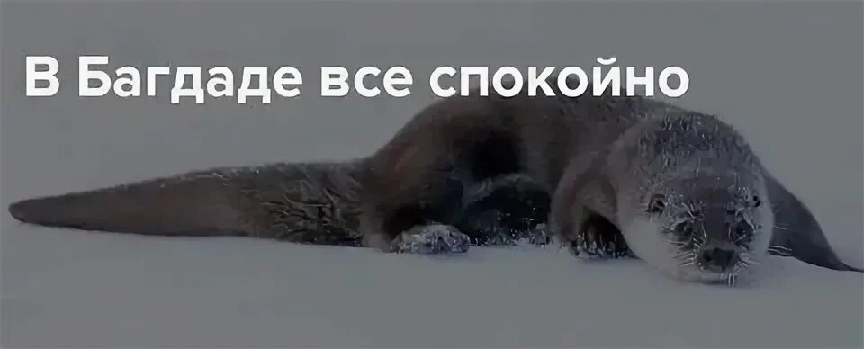 Все спокойно они
