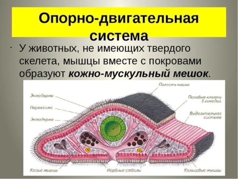 Кожно мускульный круглые черви. Опорно двигательная система кольчатых червей 7 класс. Опорно двигательная система плоских червей таблица. Опорно двигательная система плоских червей 7 класс. Плоские черви кожно-мускульный мешок.