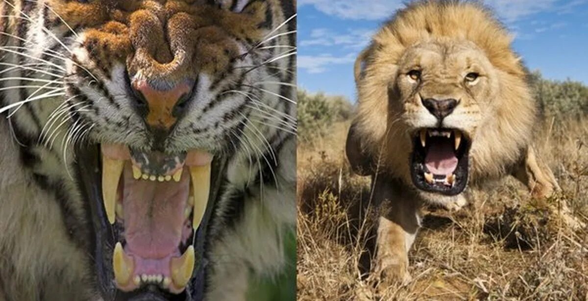Лев против тигра. Тигр vs Лев. Тигры против Львов. Что за лев этот тигр mp3