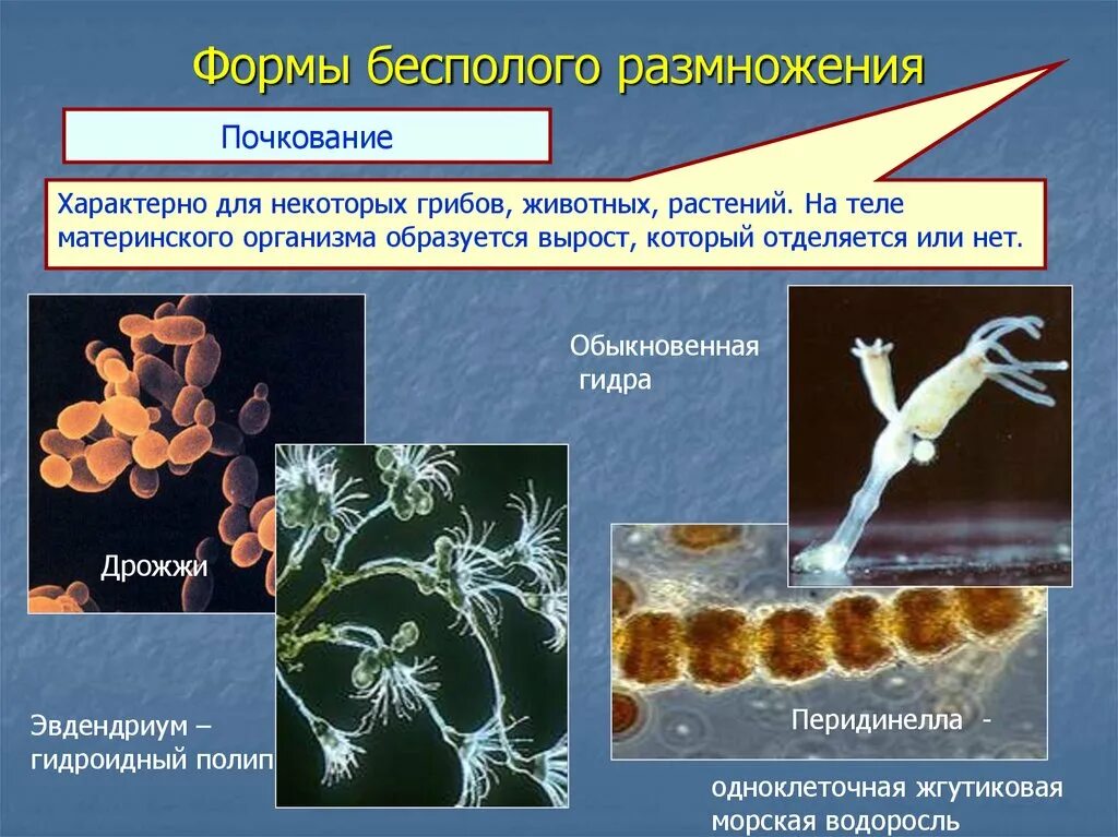 Формы бесполого размножения почкование. Почкование бесполое размножение. Примеры почкования бесполого размножения. Формы без полого размножения. Бесполое размножение происходит с помощью б