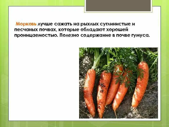 Сорта для песчаных почв. Семена моркови для песчаной почвы. название моркови. какой сорт моркови лучше. хорошая морковь.