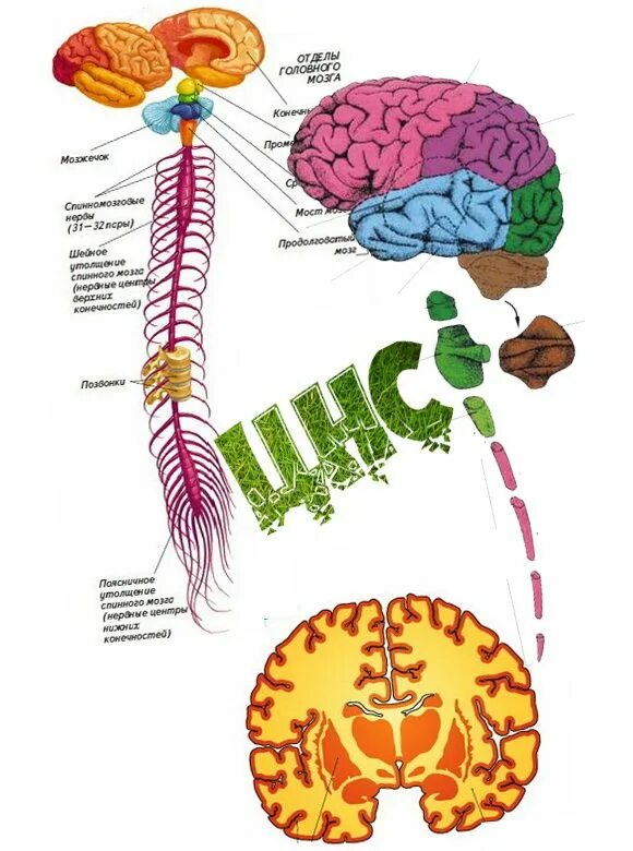 Что является центром нервной системы. Нервная система головного мозга человека анатомия. ЦНС головной мозг строение. Строение ЦНС отделы. ЦНС строение ЦНС.