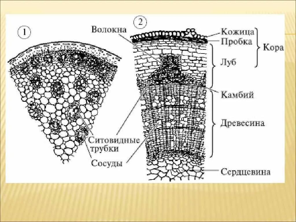 Строение стебля двудольных растений. Внутреннее строение стебля двудольных растений. Строение стебля однодольного травянистого растения. Строение стебля кукурузы на поперечном срезе.