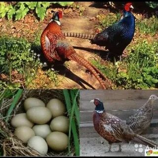 Сколько фазан сидит на яйцах дней