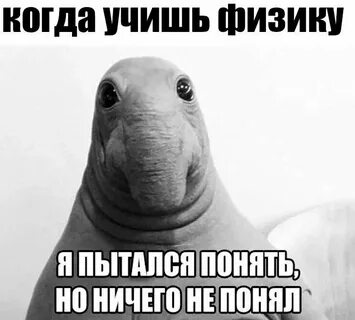 Вид ничем не отличается от