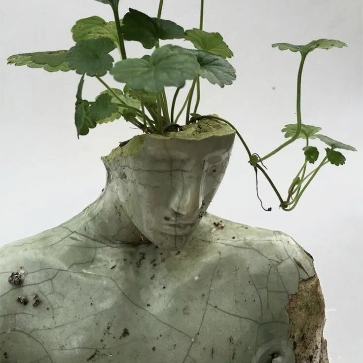 Растения и человек. Растения и человек. Человек с растительностью на лице. Растения и человек. Медицинская конопля.