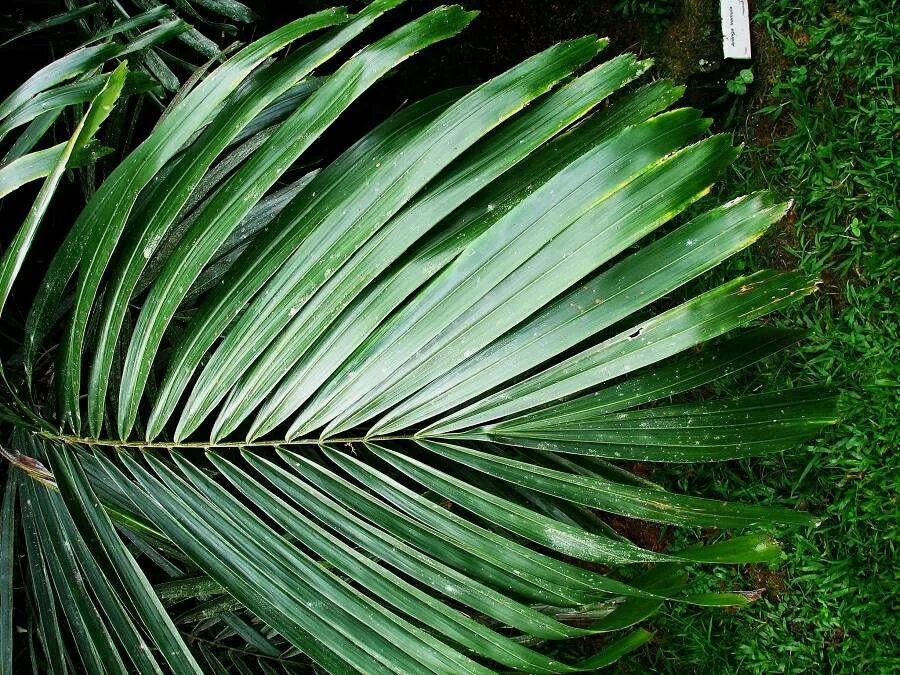 Пальмовидные цикас. Пальма с перистыми листьями. Пальма папоротник комнатная. Пальмовидные листья. Циркус цветок пальма.