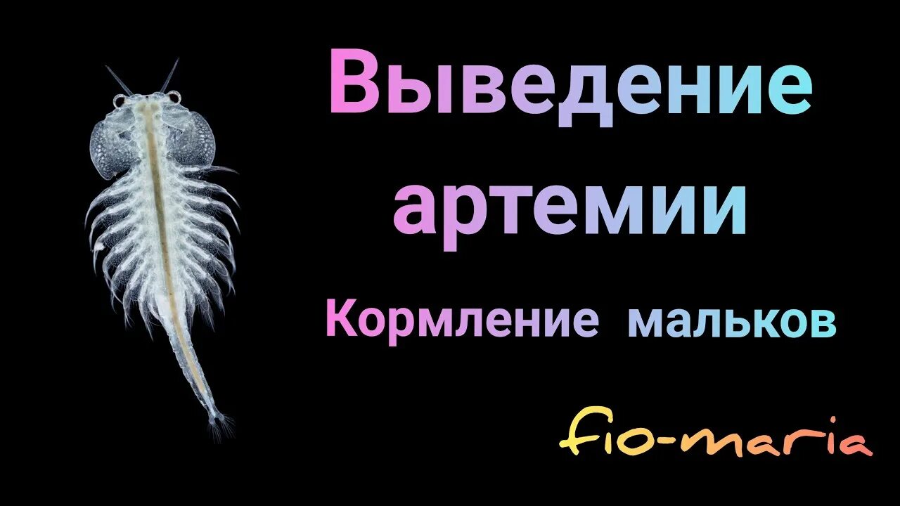Артемии в домашних условиях. Выведение артемии. Кормление артемий. Artemia salina цисты. Яйца артемии.