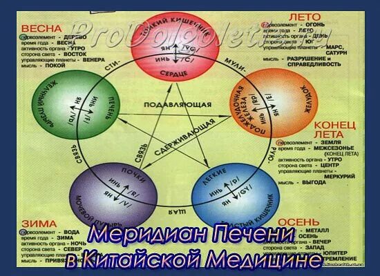 Китайская медицина органы. Усин китайская медицина меридианы. Цикл у син 12 меридианов. У-син 5 элементов. Теория первоэлементов у-син.