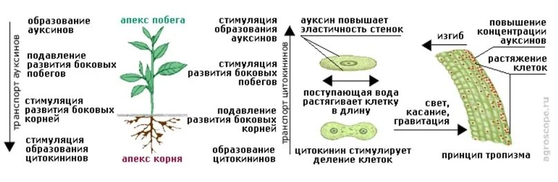 Влияние фитогормонов на рост. Фитогормон ауксин. Гормон ауксин у растений. Цитокинин гормон растений. Гормоны роста растений ауксин.