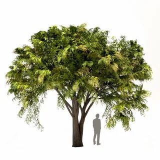 Tree set