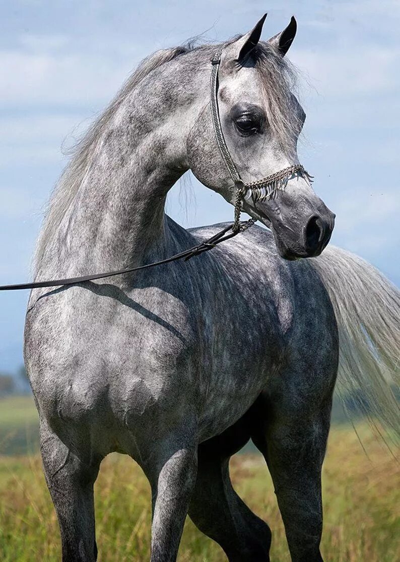 Кохейлан-сиглави. Арабская чистокровная сиглави. Сиглави арабская лошадь. Арабская чистокровная лошадь.
