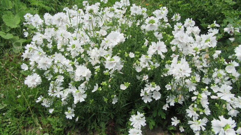 цветы размножающиеся самосевом. однолетние цветы самосевки. левкой самосевом размножается. однолетники самосейки цветы. немофила менциса голубая.