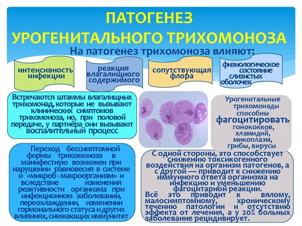 Трихомонада патогенез. Трихомониаз этиология патогенез. Трихомоноз воздействие на организм. Урогенитальный трихомониаз этиология.