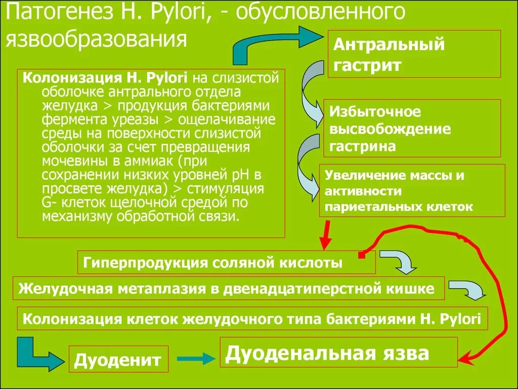 Helicobacter pylori патогенез. Хеликобактерная инфекция патогенез. Патогенез язвы желудка хеликобактер пилори. Патогенез гастрита Helicobacter pylori. Роль гастрита