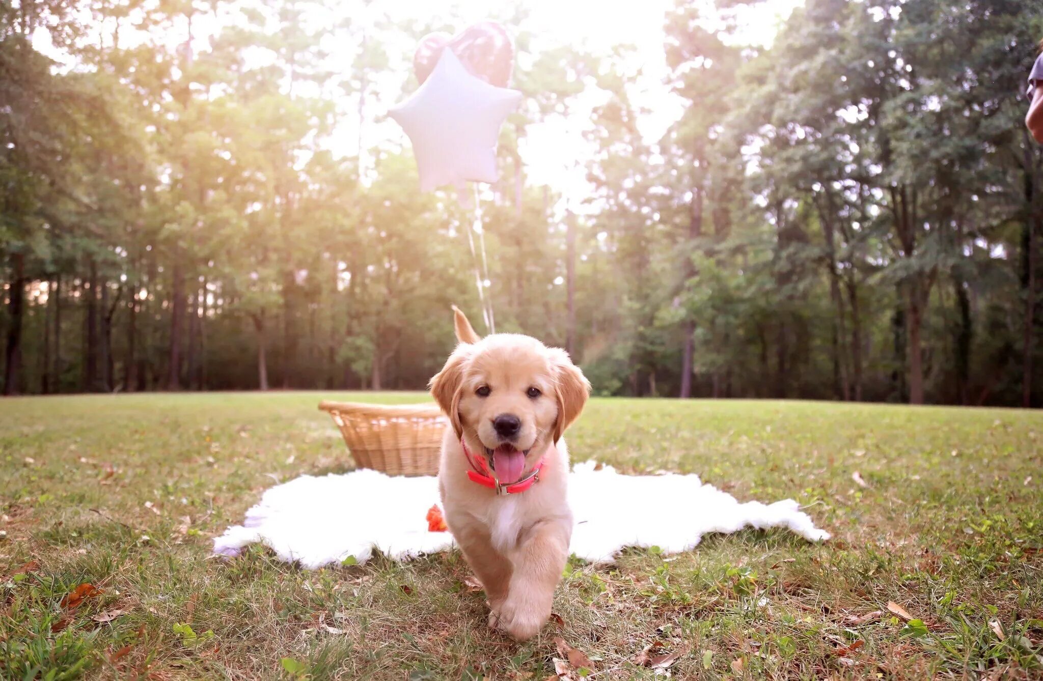 Алекс мопс. Видео с папиным с собакой. Видео с папиным с собакой. Джек рассел щенок 3 месяца. Щенки daddy.