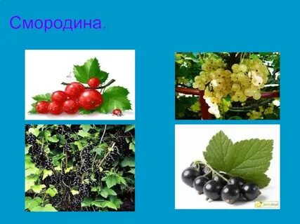 Растения со съедобными плодами 2 класс окружающий