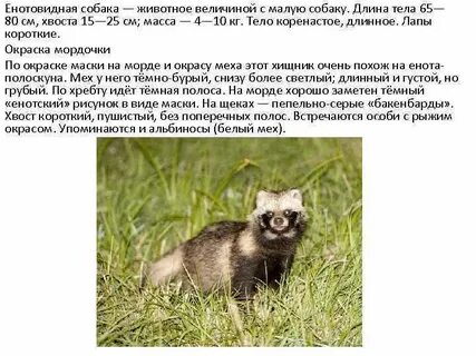 Енотовидная собака развитие с метаморфозом