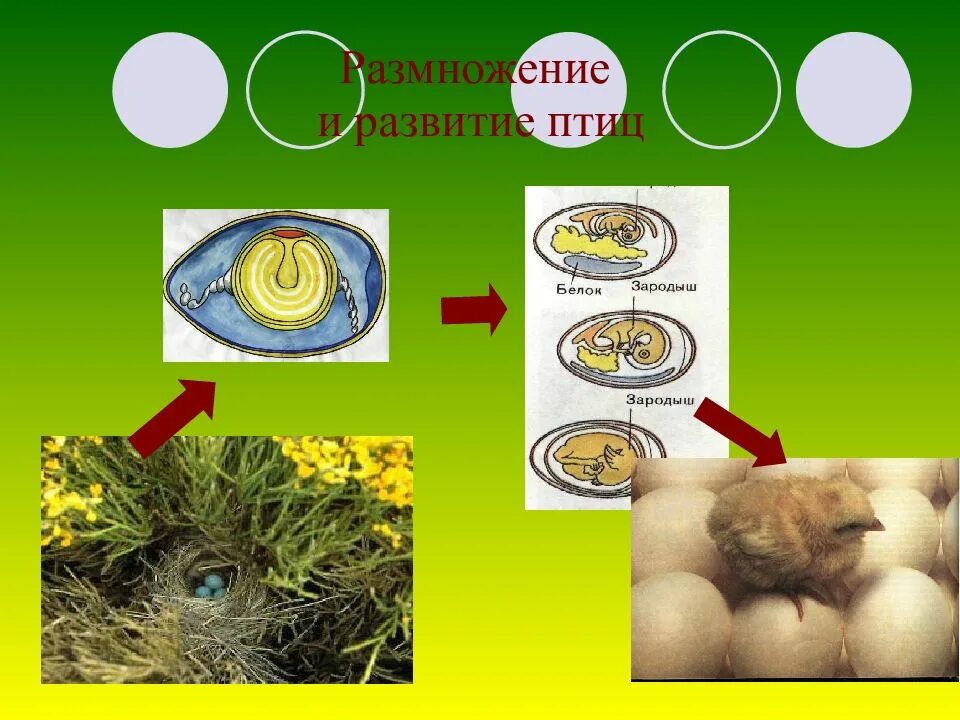 Размножение и развитие птиц. Размножение и развитие птиц 7 класс. Размножение и развитие птиц 3 класс. Развитие и размножение белок.
