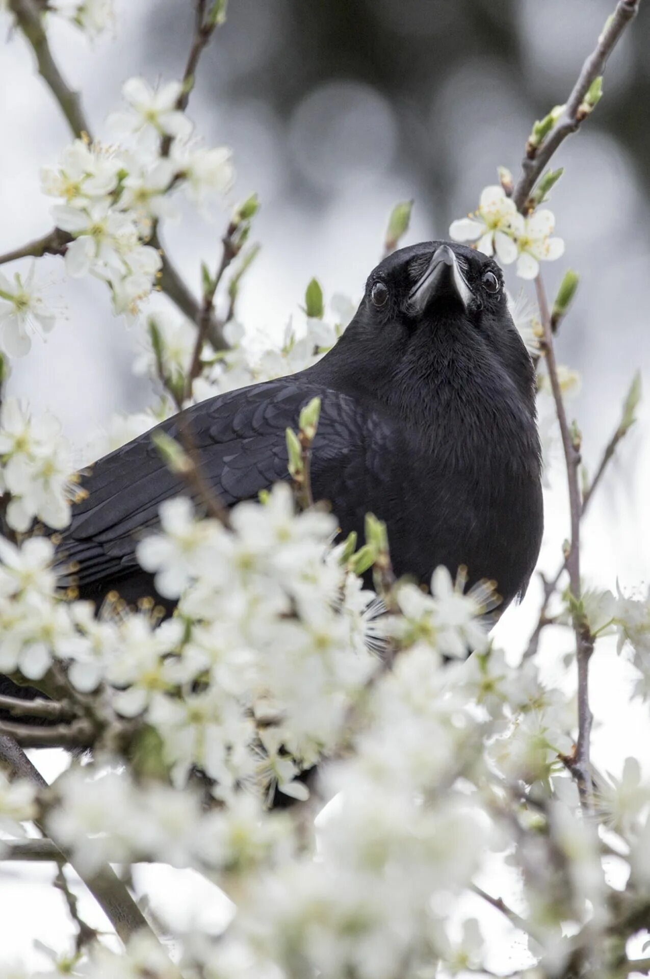 Черная Весенняя птица. Черные птицы весной. Ворона и цветы. Ворона с цветочком.