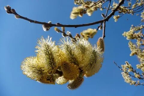 Верба котики