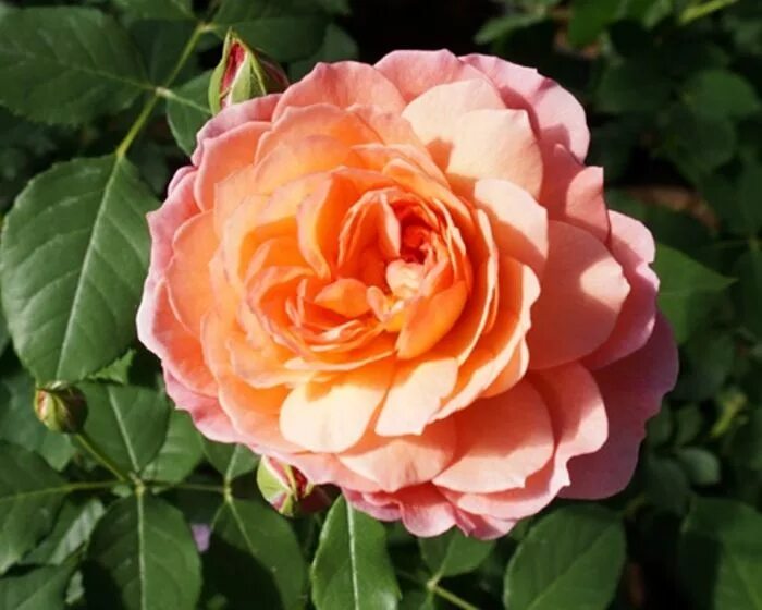 грандифлора саженцы розы. роза грандифлора эль. роза поэзия грандифлора. грандифлора саженцы розы. грандифлора саженцы розы.