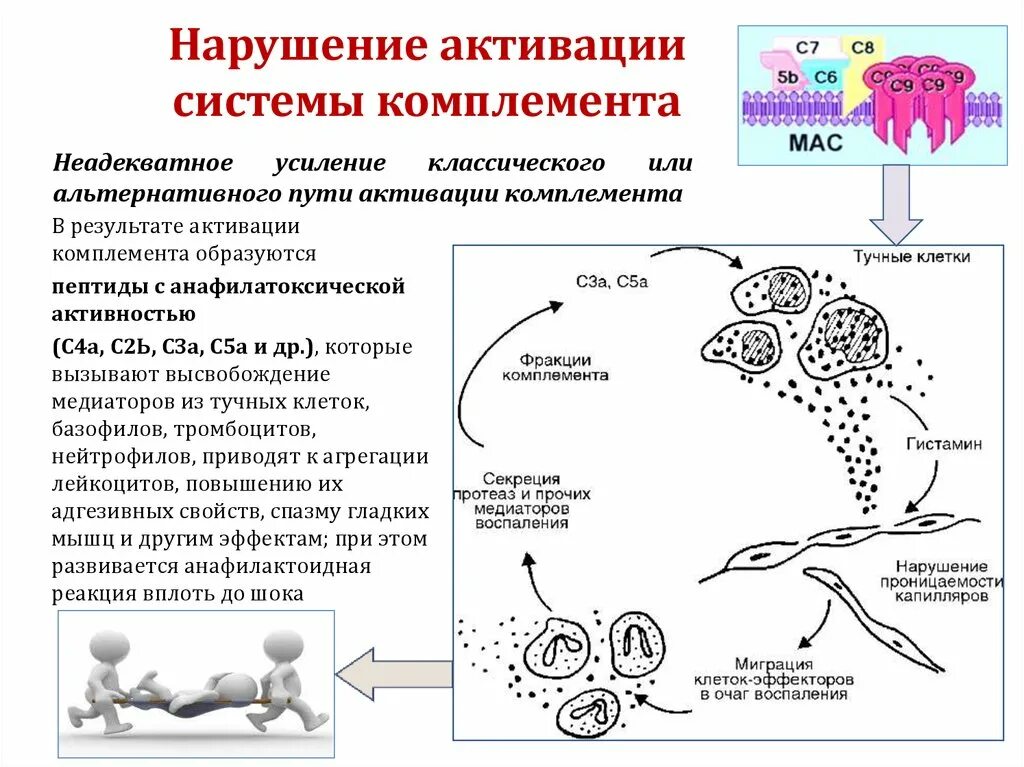 Комплемент сыворотки крови. Нарушение контроля альтернативного пути активации комплемента.. Пути активации комплемента иммунология схема. Система комплемента функции и пути активации. Система комплемента микробиология классический путь.