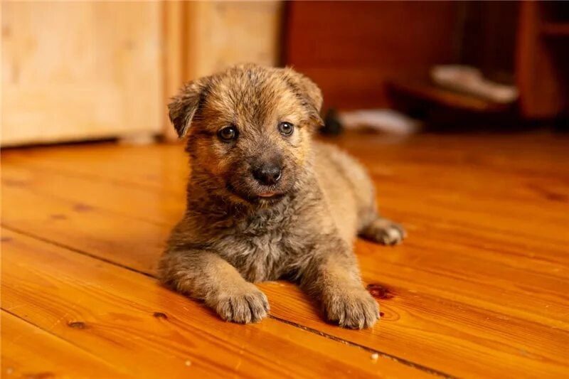 коричневый с пятнышком щенок метиса. собаки в дар в ярославле свежие объявления. щенки метисы мелких пород. щенок метис лабрадора и немецкой овчарки 1 месяц. даром щенки метис.