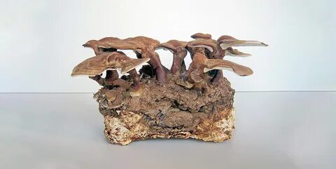 Mushroom building