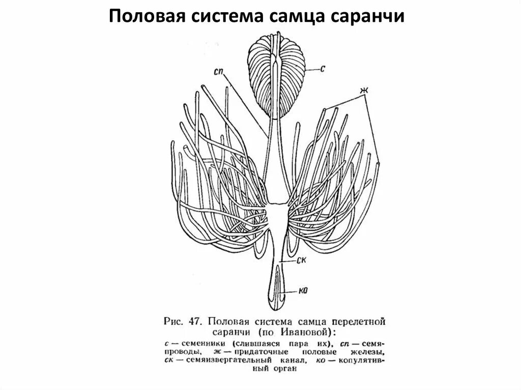 Женская половая система 8 класс. Половая система система насекомых. Половая система самцов насекомых. Половая система саранчи. Половая система насекомых строение.