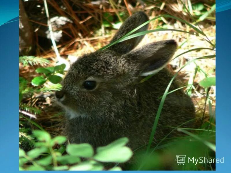 Зайчонок листопадничек. Заяц беляк листопадники. Зайчата листопаднички. Заяц русак с зайчатами. Заяц листопадничек.