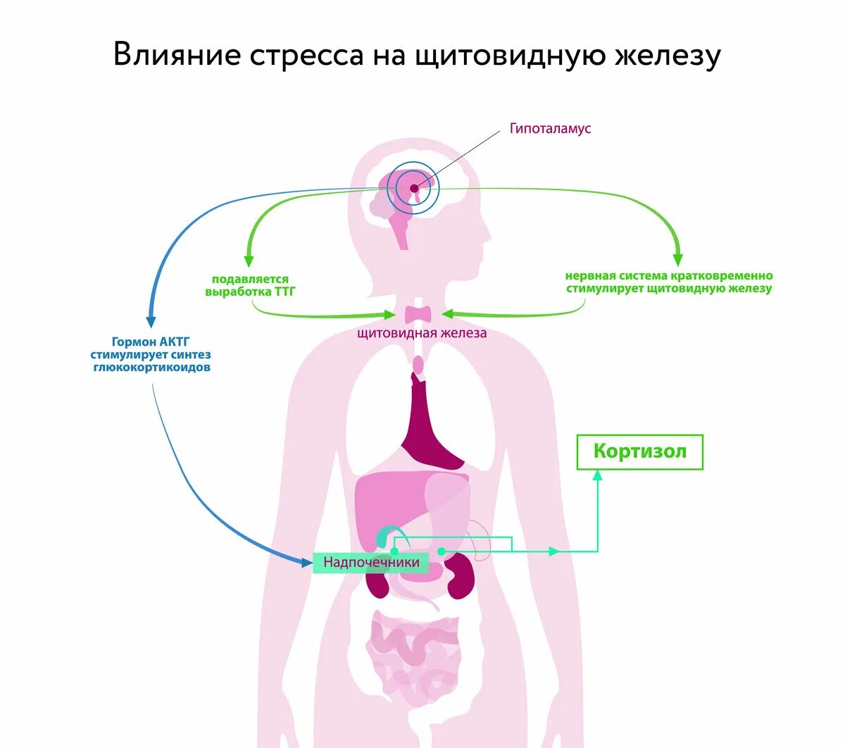 Стресс и щитовидная железа. Влияние стресса на щитовидную железу. Гормоны щитовидной железы заболевания. Локализация щитовидной железы.