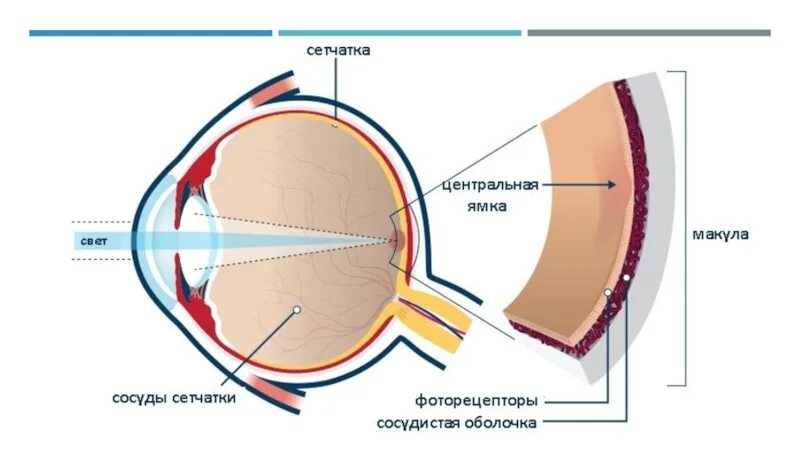 Где в органе зрения находится желтое пятно. Строение сетчатки макула. Строение глаза человека макула. Строение желтого пятна сетчатки. Строение глаза сетчатка глаза.