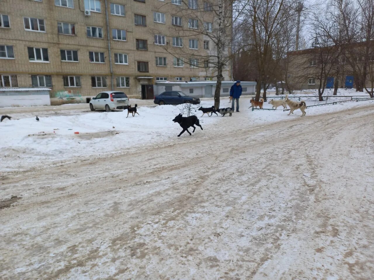 Микро район. Стая собак. Стая собак бежит. Городская собака.