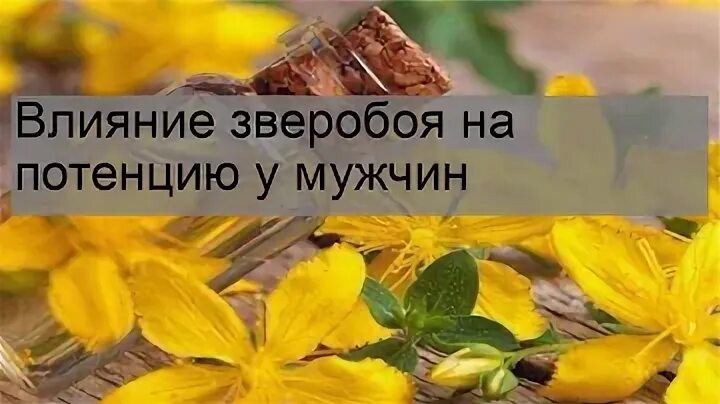 Польза травы зверобоя для мужчин. Зверобой для мужской потенции. Рецепты лекарственных растений. Польза травы зверобоя для мужчин. Зверобой для мужской потенции.