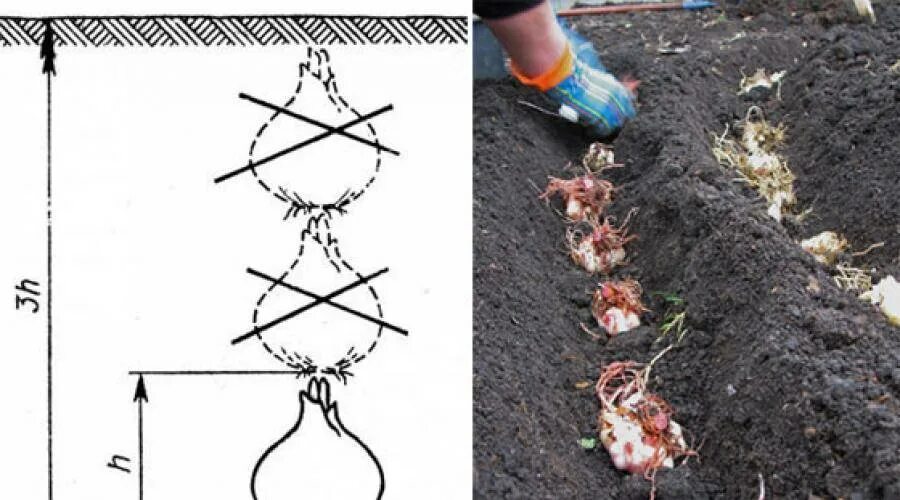 На каком расстоянии сажать цветы. Глубина посадки лилии в открытый грунт. Посадка луковицы лилии. Лилии глубина посадки луковиц. Посадка лилий весной в открытый грунт луковиц.
