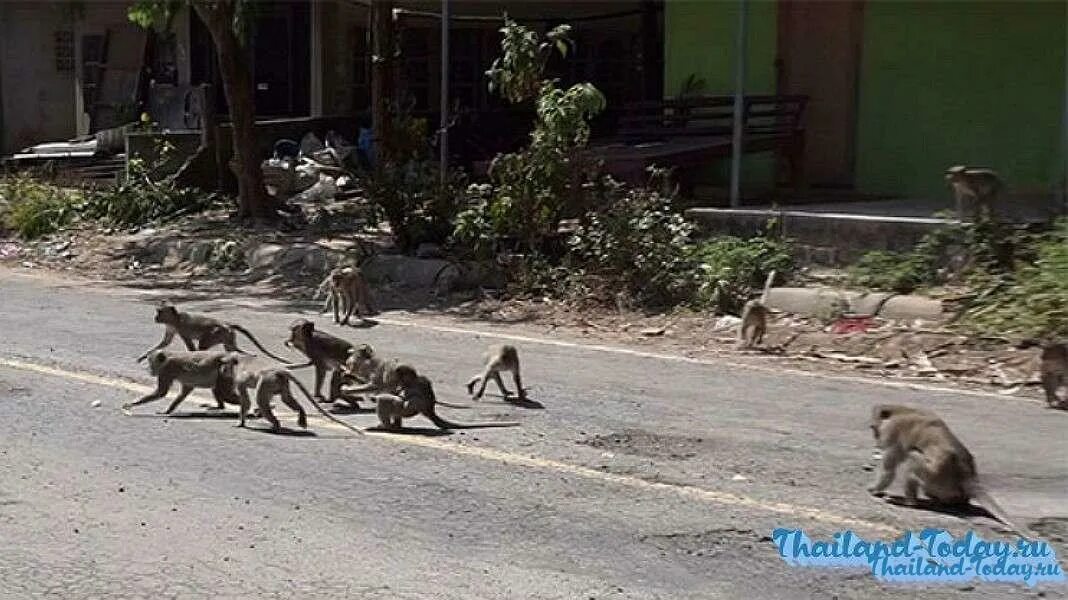 Нападение стаи обезьян. Стая обезьян в беге. Обезьяны крабоеды в Тайланде. Стая голодных