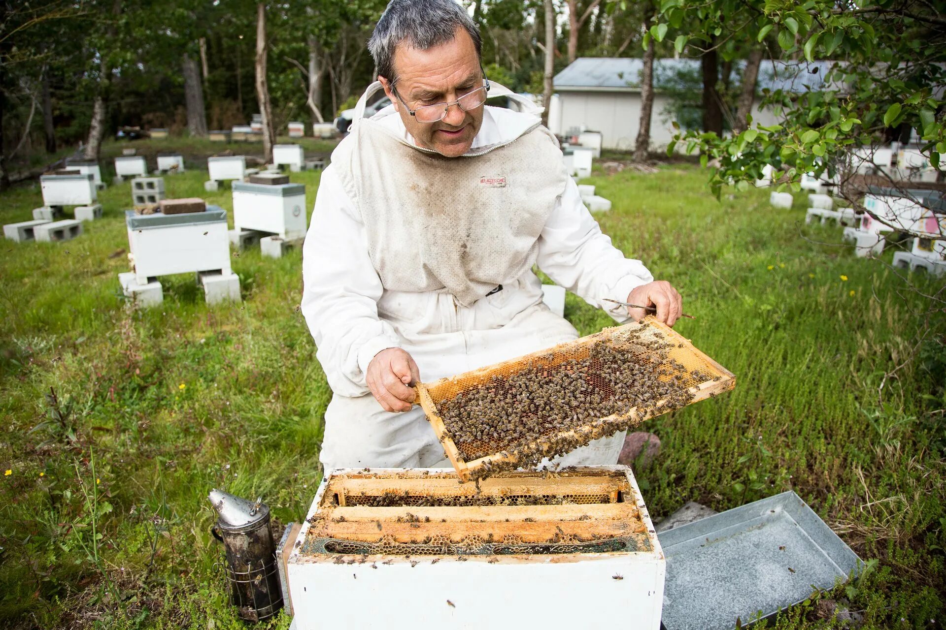 Пасека. Пчелы пасека. Подкорм пчел. Пчеловод на пасеке. Мало меда на пасеке