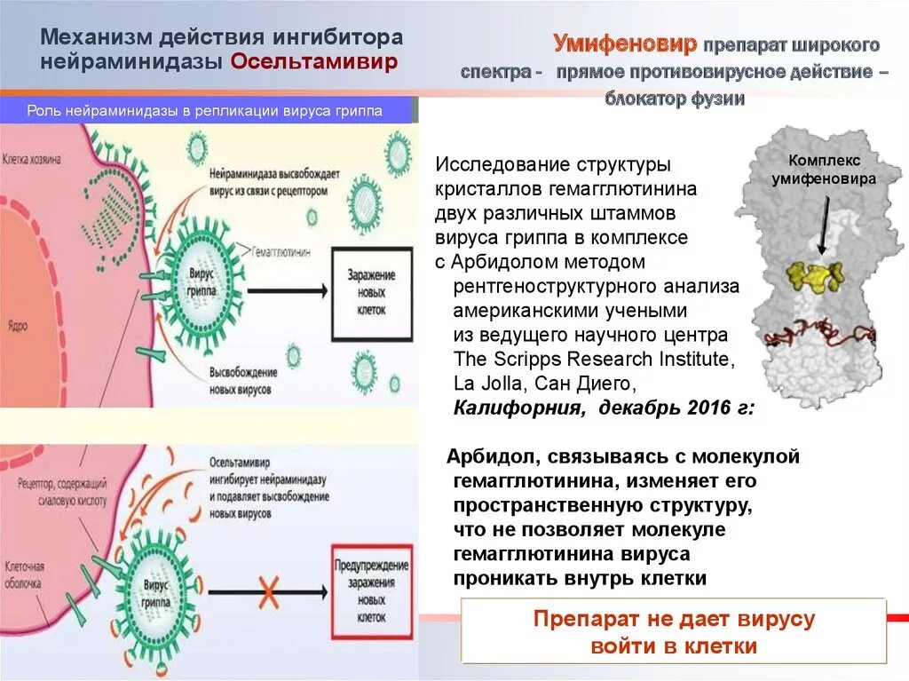 Действие вируса гриппа. Противовирусные средства механизм действия. Механизм действия противовирусных препаратов. Механизм противовирусных препаратов. Действие противовирусных препаратов схема.