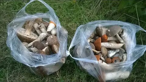 Грибы в пакете в духовке