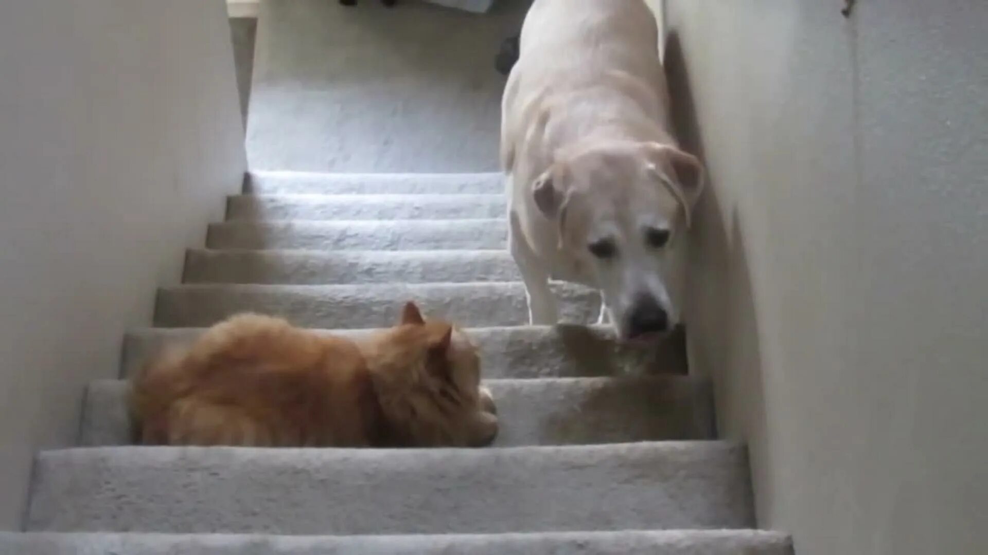 Щенок побаивался котов и чужих людей. Собака испугалась. Собака боится гиф. Кот и собака на лестнице. Собака обиделась.