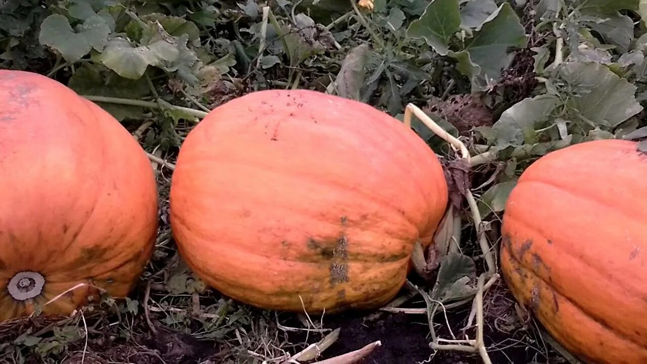 Лучшие сорта тыквы для открытого. Тыква кустовая сорта для сибири. тыква семена лучшие сорта для открытого грунта. ранние сорта тыквы для открытого грунта. сорта тыквы для урала для открытого грунта.