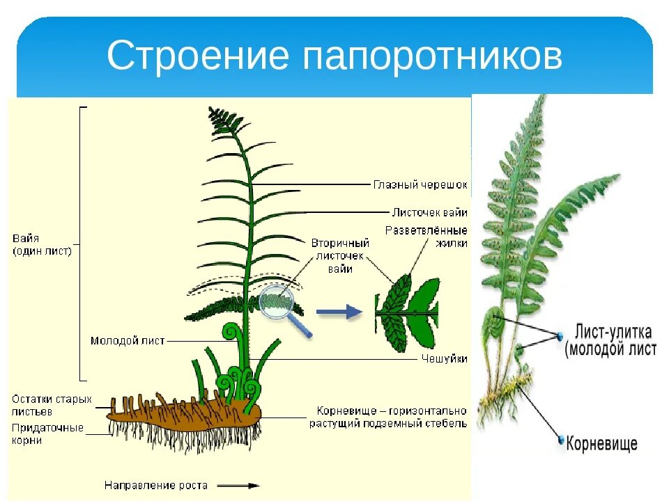 Папоротник Щитовник мужской строение. Органы папоротника щитовника мужского. Папоротник Щитовник мужской побег. Папоротник Щитовник строение. Располагается на спорофите