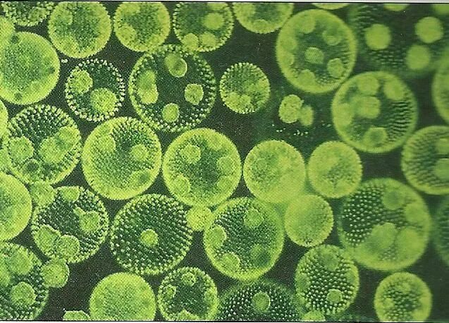 Колониальными водорослями являются. Вольвокс водоросль. Вольвокс микробиология. Одноклеточные водоросли вольвокс. Зеленые водоросли вольвокс.