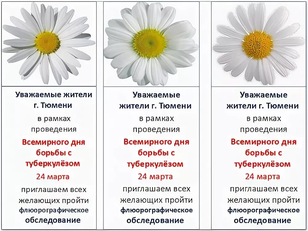 Памятка борьба с туберкулезом. Буклеты ко Дню борьбы с туберкулезом. Брошюрки профилактика туберкулеза. Профилактика по туберкулезу.