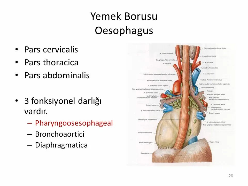 Pars thoracica. Pars cervicalis. Vagus pars abdominalis. Oesophagus (pars cervicalis). Pars cervicalis oesophagi.