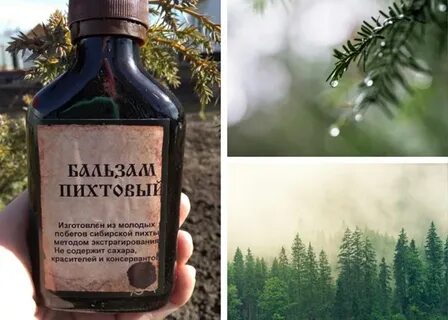 Экстракт пихты для приема внутрь
