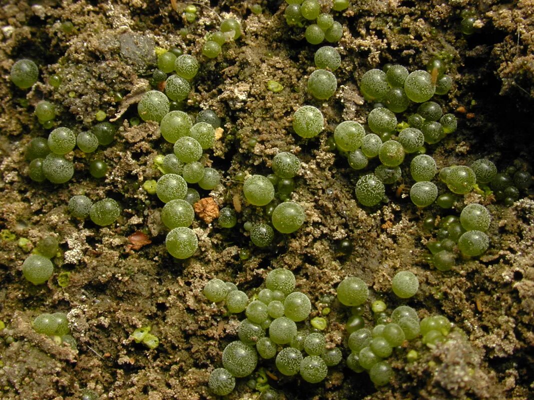 Botrydium granulatum. Ботридиум водоросль. Ботридиум зернистый. Почвенные зелёные водоросли.