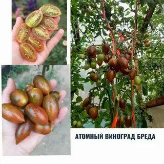 Атомный виноград бреда описание