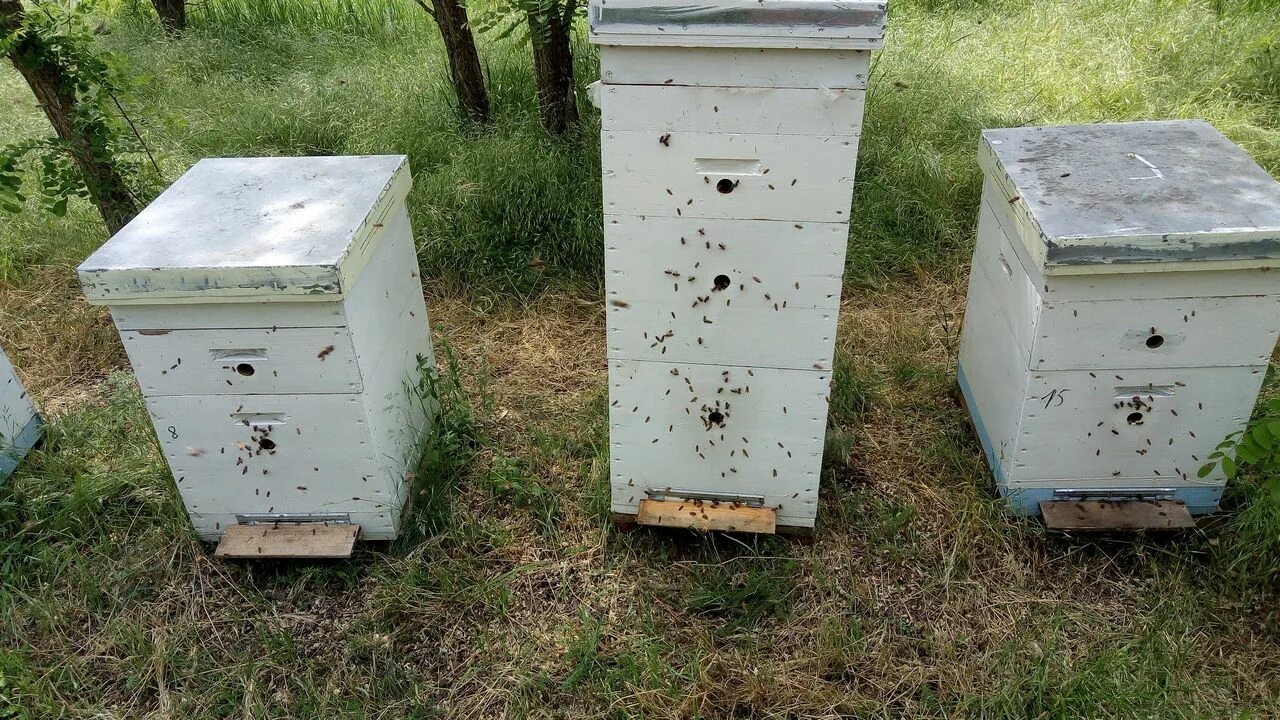 Магазин улей Брянск. Пчеловодство в Брянской области. Пасека Новгородская область. Белгород ульи. Авито купить пчел ставропольский